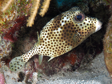 Spotted Trunkfish - Lactophrys bicaudalis - Bonaire