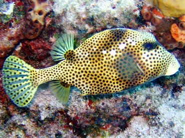 Spotted Trunkfish - Lactophrys bicaudalis - Key Largo, Florida