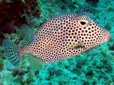 Spotted Trunkfish - Lactophrys bicaudalis - Grand Cayman