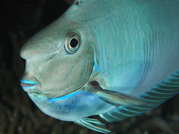 Paletail Unicornfish - Naso brevirostris - Palau