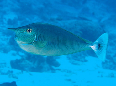 Paletail Unicornfish - Naso brevirostris - Palau