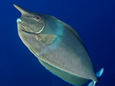 Paletail Unicornfish - Naso brevirostris - Great Barrier Reef, Australia