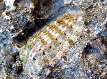 Squamose Chiton - Chiton squamosum - Grand Cayman