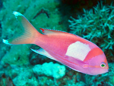 Squarespot Anthias - Pseudanthias pleurotaenia - Great Barrier Reef, Australia