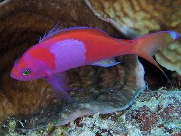 Squarespot Anthias - Pseudanthias pleurotaenia - Coral Sea, Australia