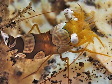Squat Anemone Shrimp - Thor amboinensis - Bali, Indonesia