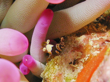 Squat Anemone Shrimp - Thor amboinensis - Grand Cayman