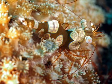 Squat Anemone Shrimp - Thor amboinensis - Bali, Indonesia