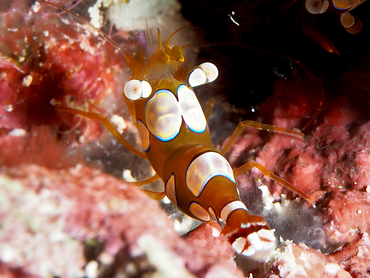 Squat Anemone Shrimp - Thor amboinensis - Great Barrier Reef, Australia