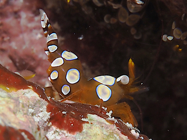 Squat Anemone Shrimp - Thor amboinensis - Great Barrier Reef, Australia