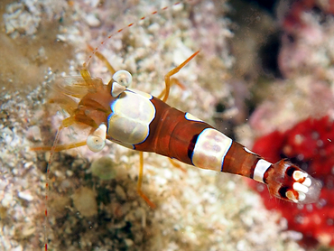Squat Anemone Shrimp - Thor amboinensis - Cozumel, Mexico