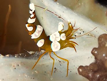 Squat Anemone Shrimp - Thor amboinensis - Bali, Indonesia