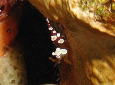 Squat Anemone Shrimp - Thor amboinensis - Bonaire