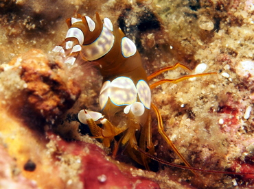 Squat Anemone Shrimp - Thor amboinensis - Lembeh Strait, Indonesia