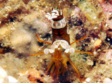 Squat Anemone Shrimp - Thor amboinensis - Lembeh Strait, Indonesia
