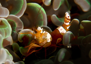 Squat Anemone Shrimp - Thor amboinensis - Bali, Indonesia