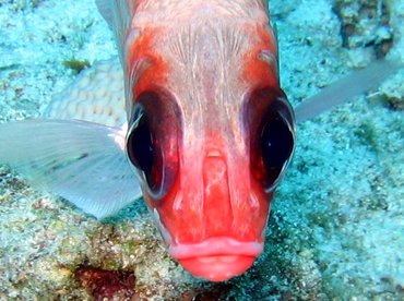 Squirrelfish - Holocentrus adscensionis - Nassau, Bahamas