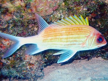 Squirrelfish - Holocentrus adscensionis - Bimini, Bahamas