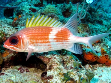 Squirrelfish - Holocentrus adscensionis - Cozumel, Mexico