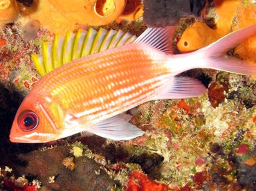 Squirrelfish - Holocentrus adscensionis - Isla Mujeres, Mexico