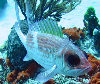 Squirrelfish - Holocentrus adscensionis - Turks and Caicos