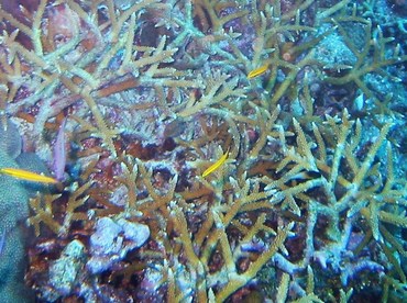 Staghorn Coral - Acropora cervicornis - Grand Cayman