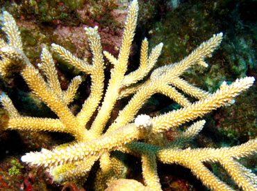 Staghorn Coral - Acropora cervicornis - Grand Cayman