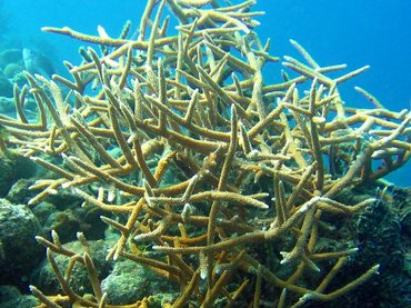 Staghorn Coral - Acropora cervicornis - Bonaire