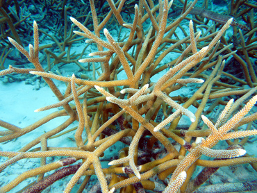 Staghorn Coral - Acropora cervicornis - Bonaire