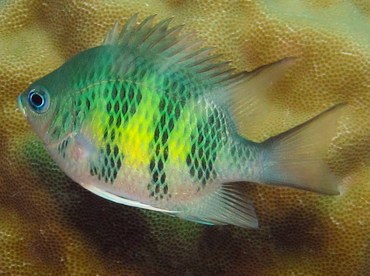 Staghorn Damsel - Amblyglyphidodon curacao - Palau