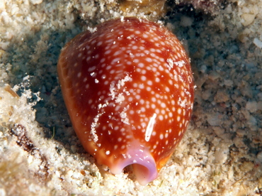 Half-Swimmer Cowry - Staphylaea semiplota - Big Island, Hawaii