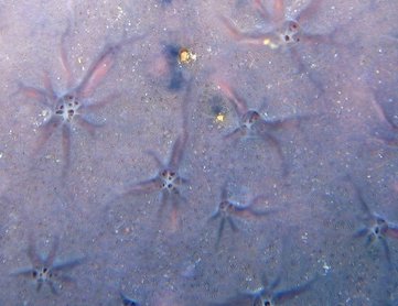 Star Encrusting Sponge - Halisarca caerulea - Nassau, Bahamas