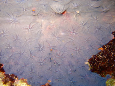 Star Encrusting Sponge - Halisarca caerulea - Nassau, Bahamas