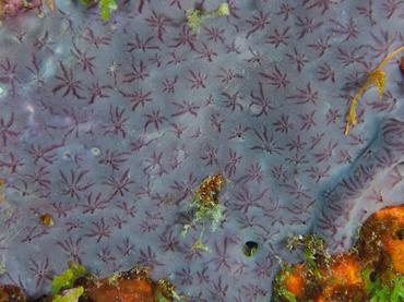 Star Encrusting Sponge - Halisarca caerulea - British Virgin Islands