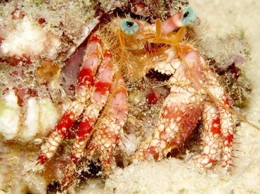 Stareye Hermit Crab - Dardanus venosus - Bonaire