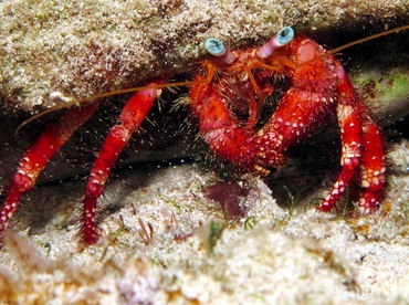 Stareye Hermit Crab - Dardanus venosus - Cozumel, Mexico