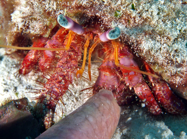 Stareye Hermit Crab - Dardanus venosus - Cozumel, Mexico