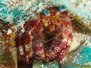 Stareye Hermit Crab - Dardanus venosus - Cozumel, Mexico