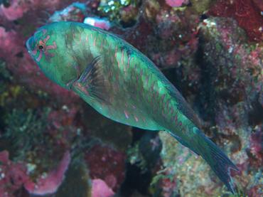Stareye Parrotfish - Calotomus carolinus - Rangiroa, French Polynesia