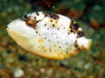 Starry Triggerfish - Abalistes stellatus - Lembeh Strait, Indonesia