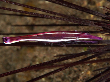 Purple Urchin Shrimp - Stegopontonia commensalis - Bali, Indonesia