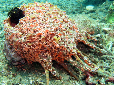 Melophlus sarasinorum - Melophlus sarasinorum - Dumaguete, Philippines