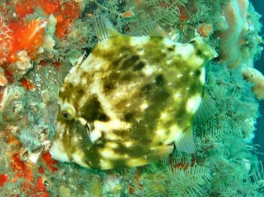 Planehead Filefish - Stephanolepis hispida - Blue Heron Bridge, Florida