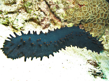 Greenfish Sea Cucumber - Stichopus chloronotus - Dumaguete, Philippines