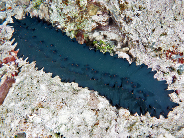 Greenfish Sea Cucumber - Stichopus chloronotus - Great Barrier Reef, Australia