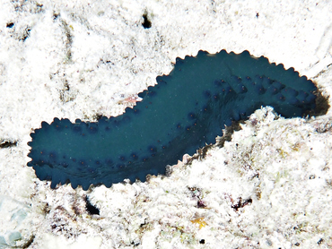 Greenfish Sea Cucumber - Stichopus chloronotus - Great Barrier Reef, Australia