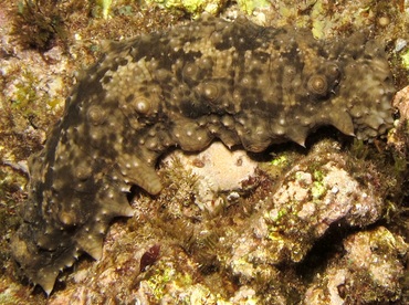 Dragonfish Sea Cucumber - Stichopus horrens - Maui, Hawaii