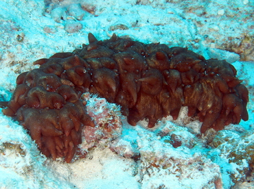 Hawaiian Spiky Sea Cucumber - Stichopus aff. pseudohorrens - Big Island, Hawaii