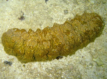 Brown Curryfish Sea Cucumber - Stichopus vastus - Palau