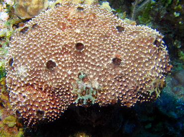 Stinker Sponge - Ircinia felix - Turks and Caicos